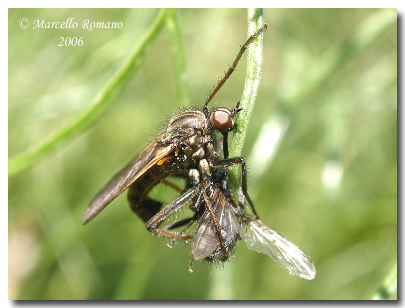 Appetiti...sessuali: Empis tessellata